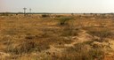 Focali brief: Can India´s wasteland be used for biomass plantations?