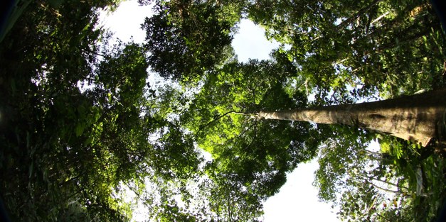 Life history traits predict the response to increased light among 33 tropical rainforest tree species
