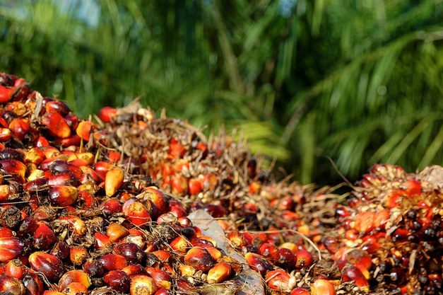 Oil palm for biodiesel in Brazil - risks and opportunities