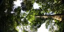  Restoring dipterocarp rainforest diversity - tree regeneration, life-history traits and the light factor