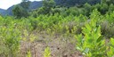 Sharing the Land: Restoring Degraded Ecosystems and Improving Livelihoods Through Agroforestry