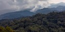 Tropical mountain forests store more carbon than expected