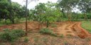 Can Agroforestry Address Food Security Concerns under a Changing Climate?