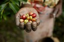 Coffee, climate and deforestation - seminar arranged by Focali, Rainforest Alliance and Universeum