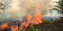 Indonesiens regnskog brinner  – vad har orsakat miljökatastrofen och hur kan regnskogen byggas upp igen?