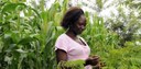 Launch of the new Sida-funded program: Agriculture for Food Security 2030
