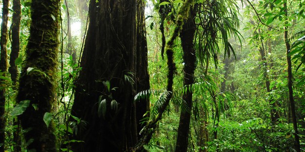 New insights into the carbon cycle of tropical forests from a global monitoring network