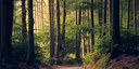 Sveriges första nationella skogsprogram sätter fokus på hållbart brukande och bevarande av skog 